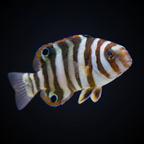 Harlequin Tusk - Juvenile