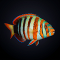 Harlequin Tusk - Aussie