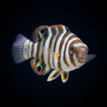 Harlequin Tusk - Juvenile