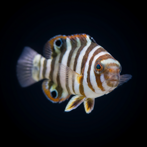 Harlequin Tusk - Juvenile