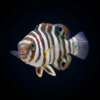 Harlequin Tusk - Juvenile