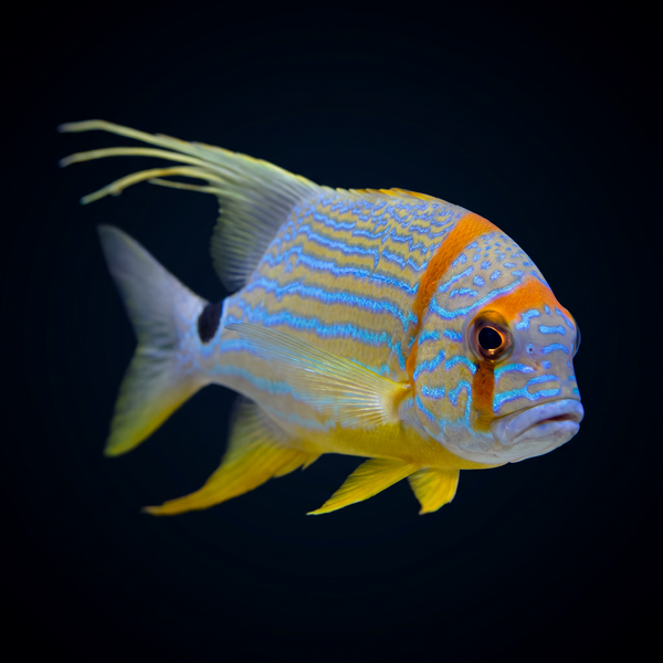 Hi Fin Snapper saltwater fish care guide
