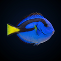 Blue Hippo Tang - Captive Bred