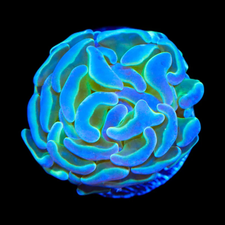 Hologram Hammer Coral