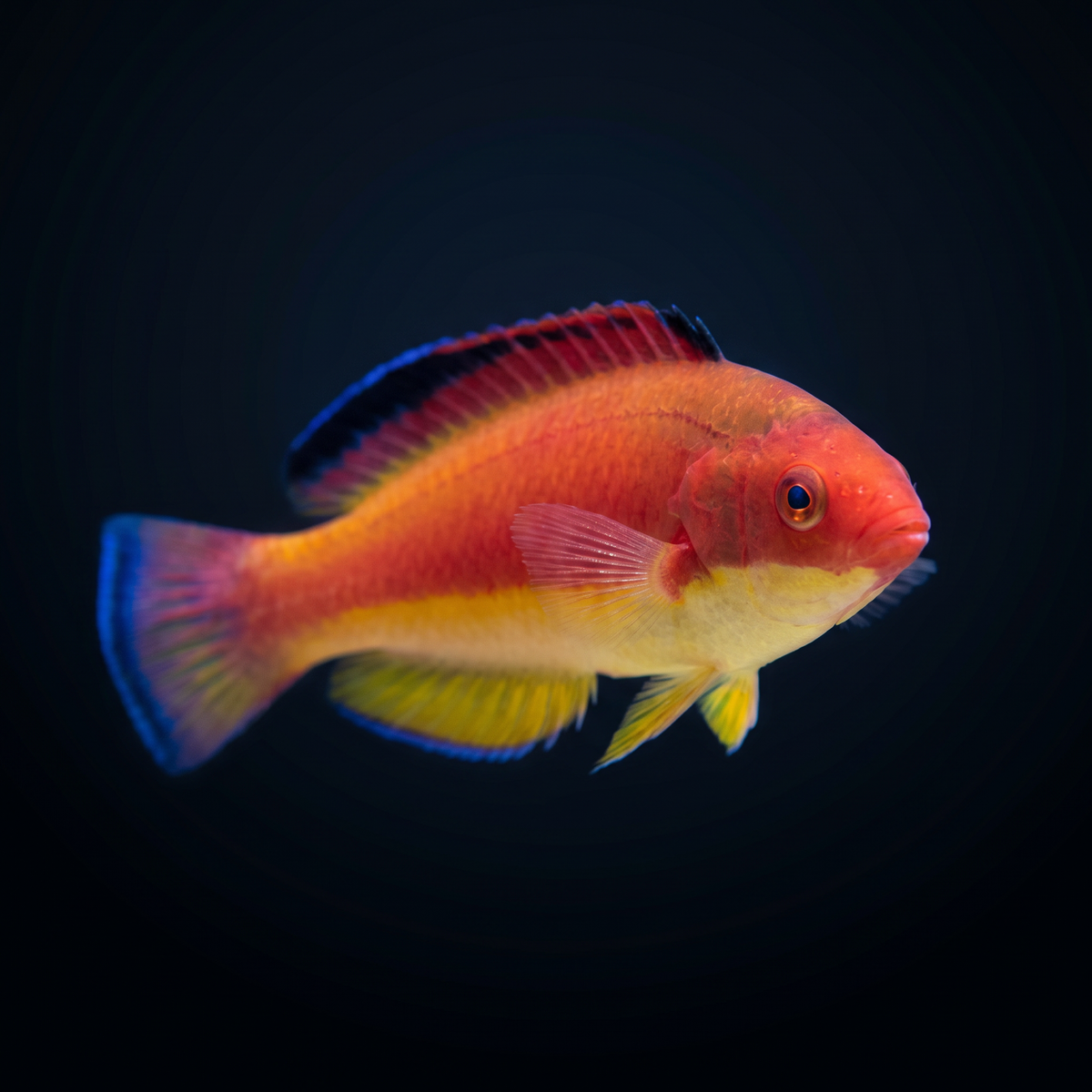 Hooded Flame Fairy Wrasse saltwater fish care guide