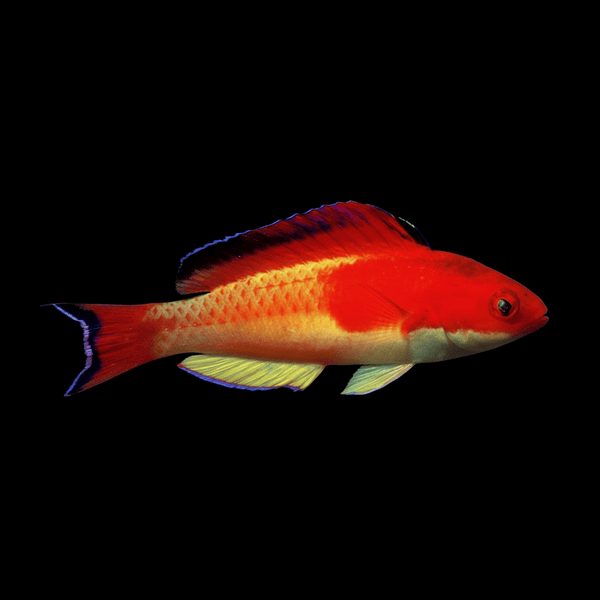 Hooded Flame Fairy Wrasse saltwater fish care guide