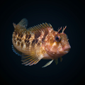 Horned Blenny - Atlantic