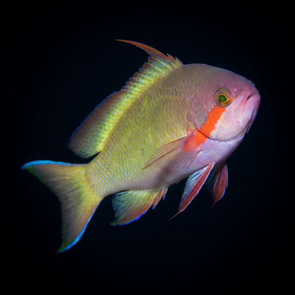 Huchtii Anthias saltwater fish care guide