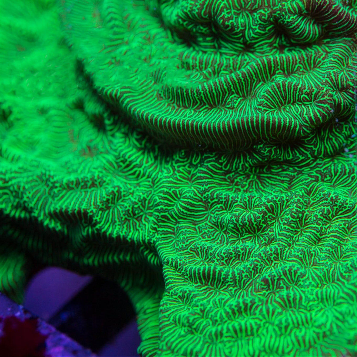 Hulk Leptoseris Coral