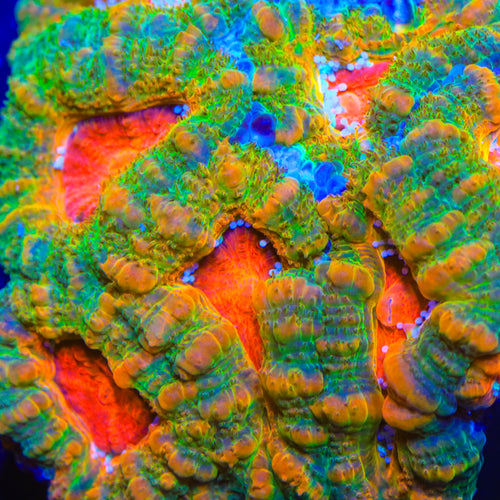 TSA Hulk Punch Acan Coral