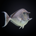 Humpback Unicornfish