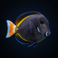Hybrid Achilles x White Cheek Tang - Acanthurus achilles x glaucopareius