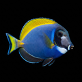 Hybrid Powder Blue Tang