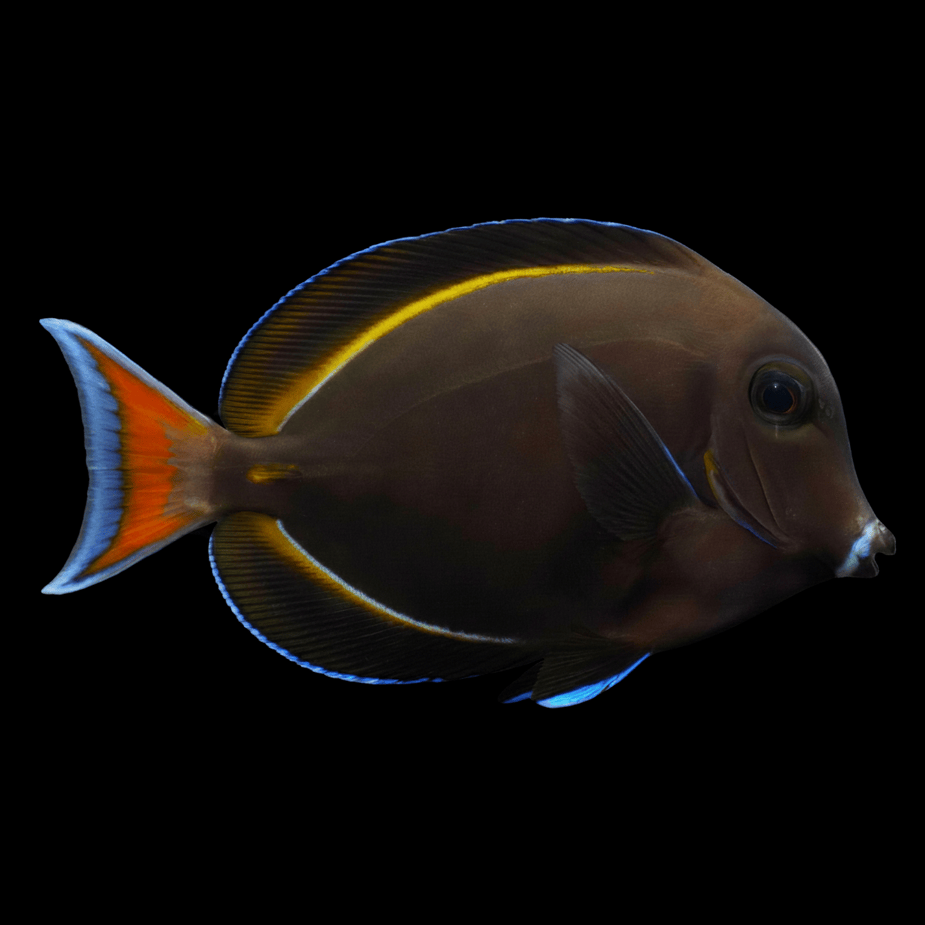 Hybrid Achilles–White Cheek Tang saltwater fish care guide