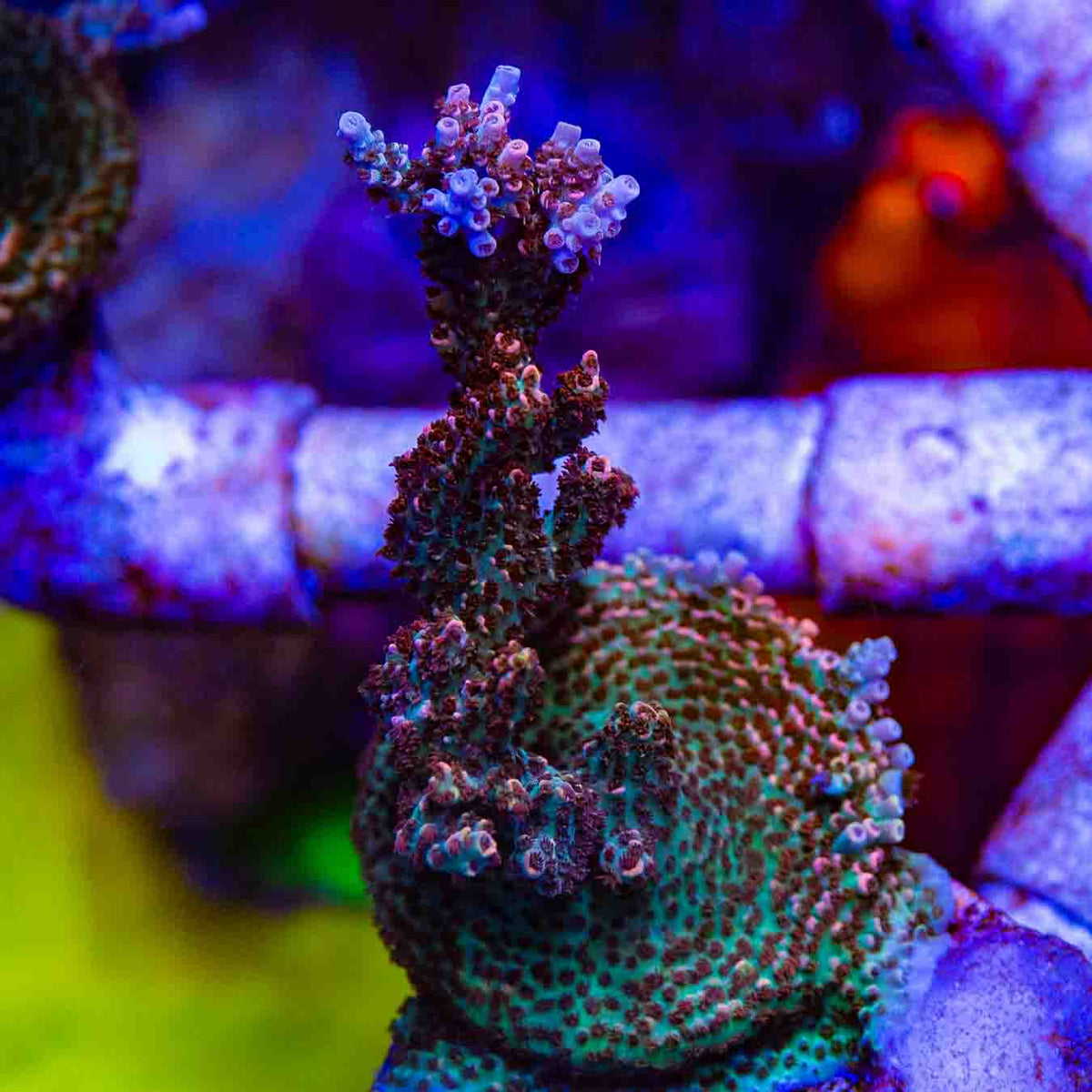 TSA Daydream Acropora – Top Shelf Aquatics