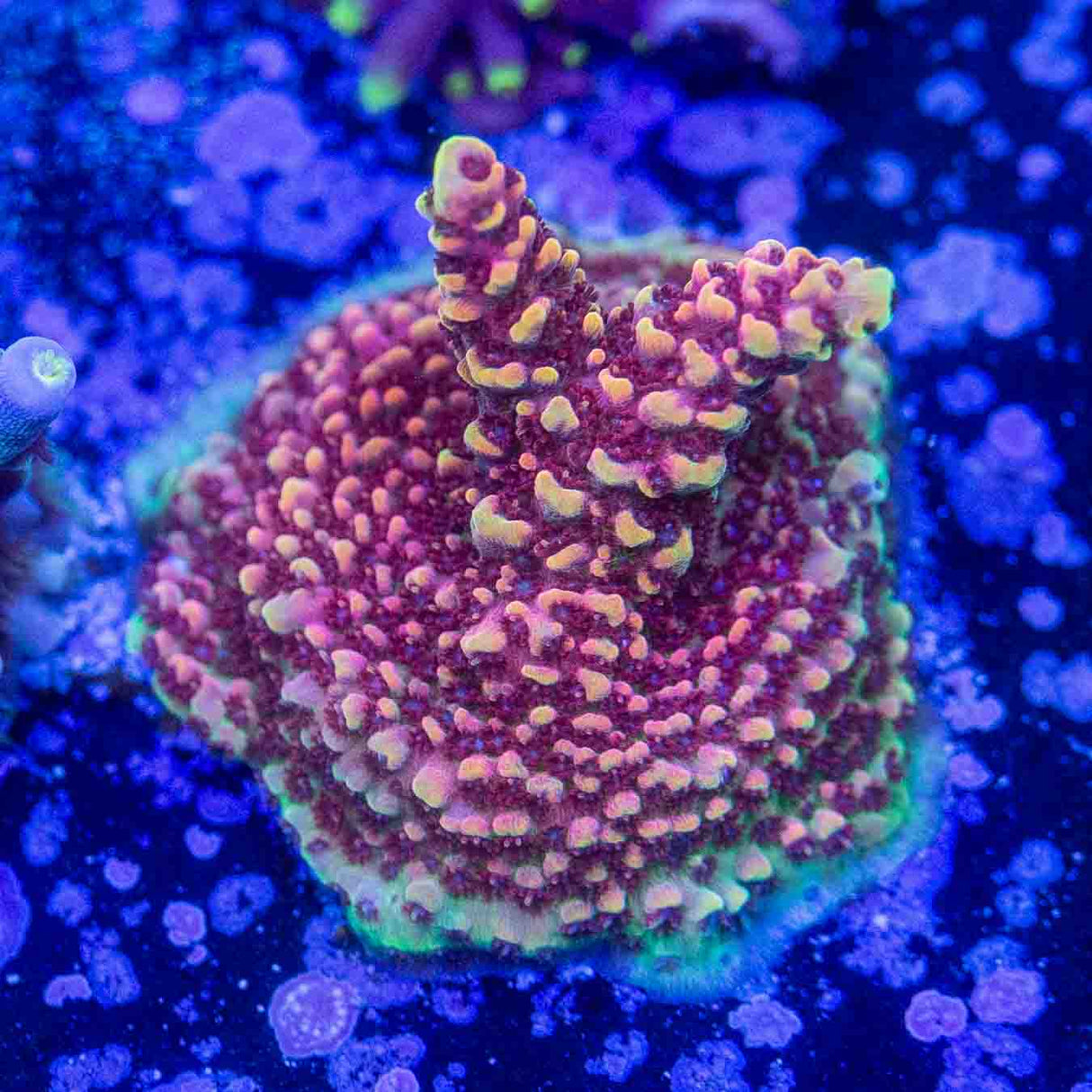 TSA Optimus Prime Acropora