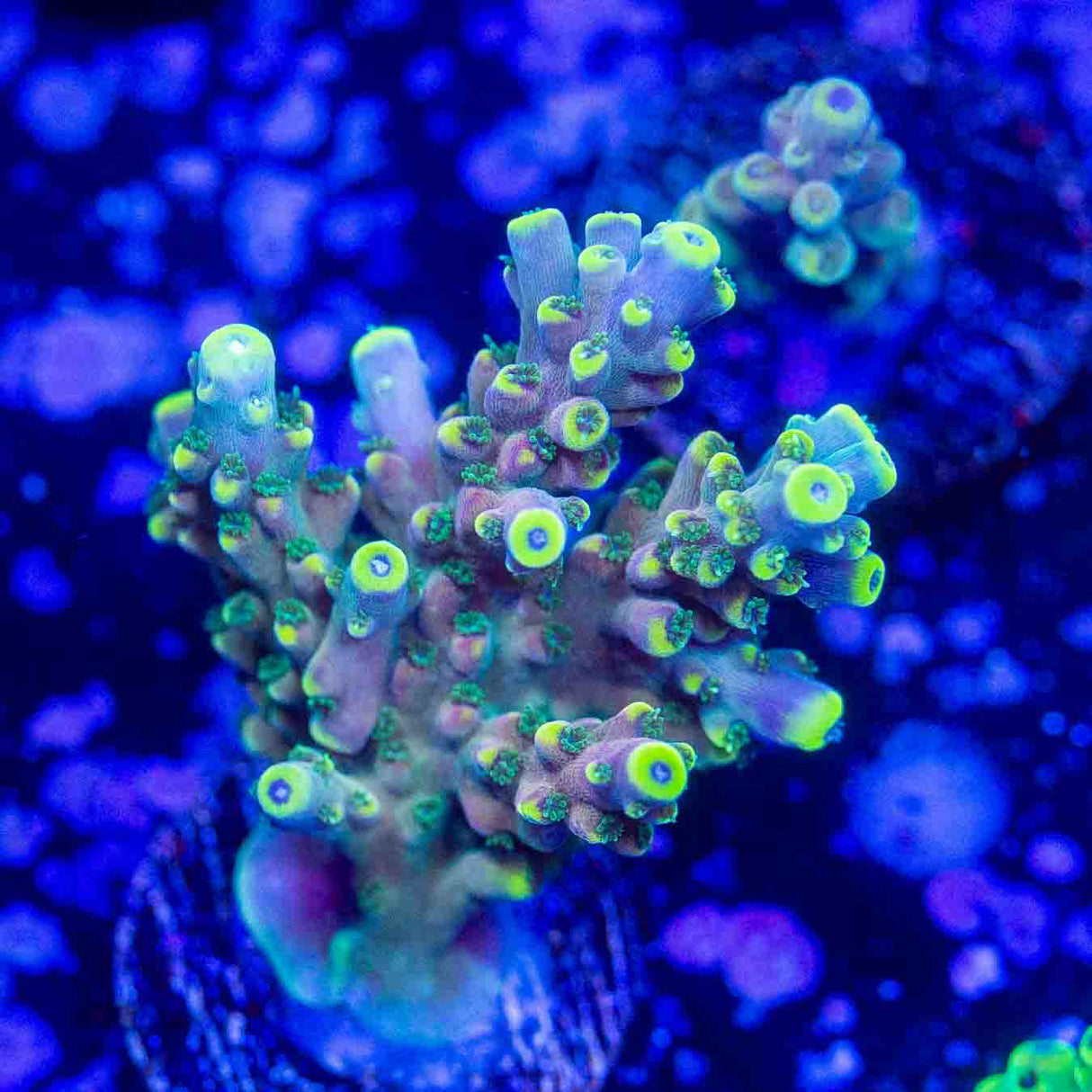 TSA Bollywood Acropora – Top Shelf Aquatics