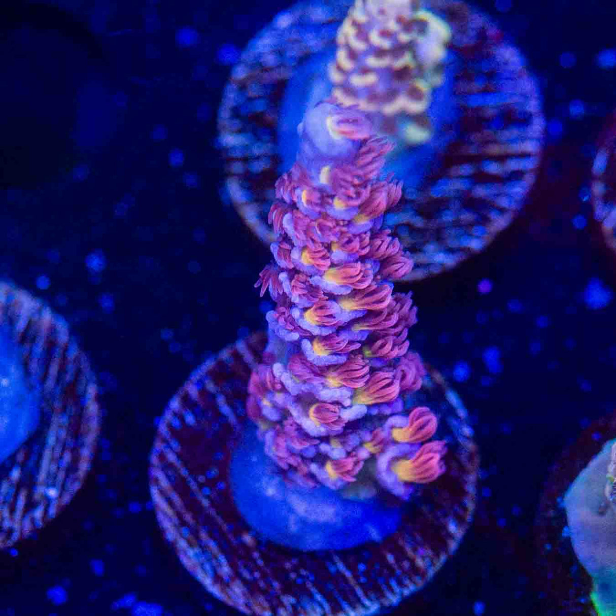 TSA Rocky Balboa Acropora