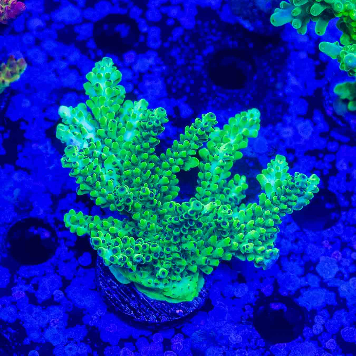 Laura's Purple Polyp Acropora – Top Shelf Aquatics