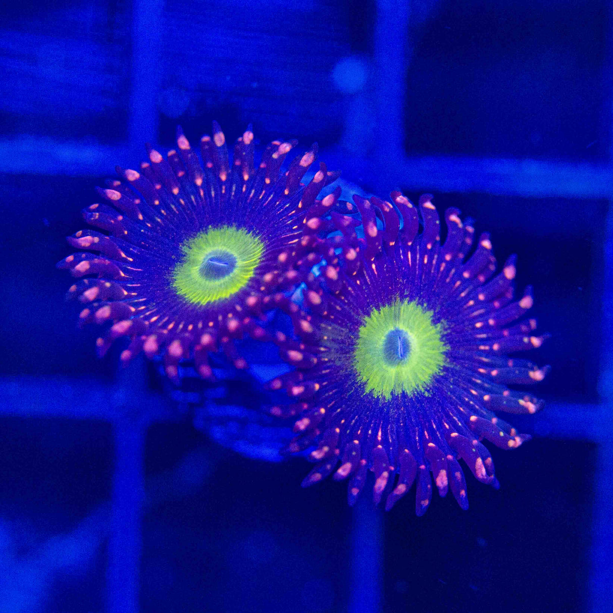 TSA Purple Hippo Zoanthid