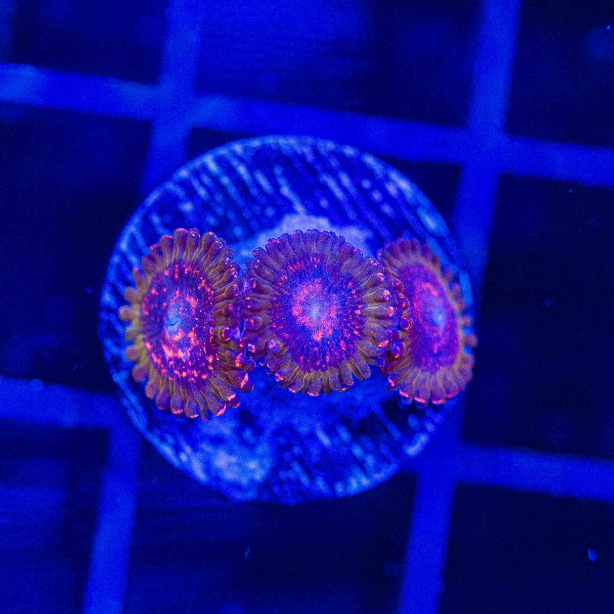 JF Azz Krakatoa Zoanthid