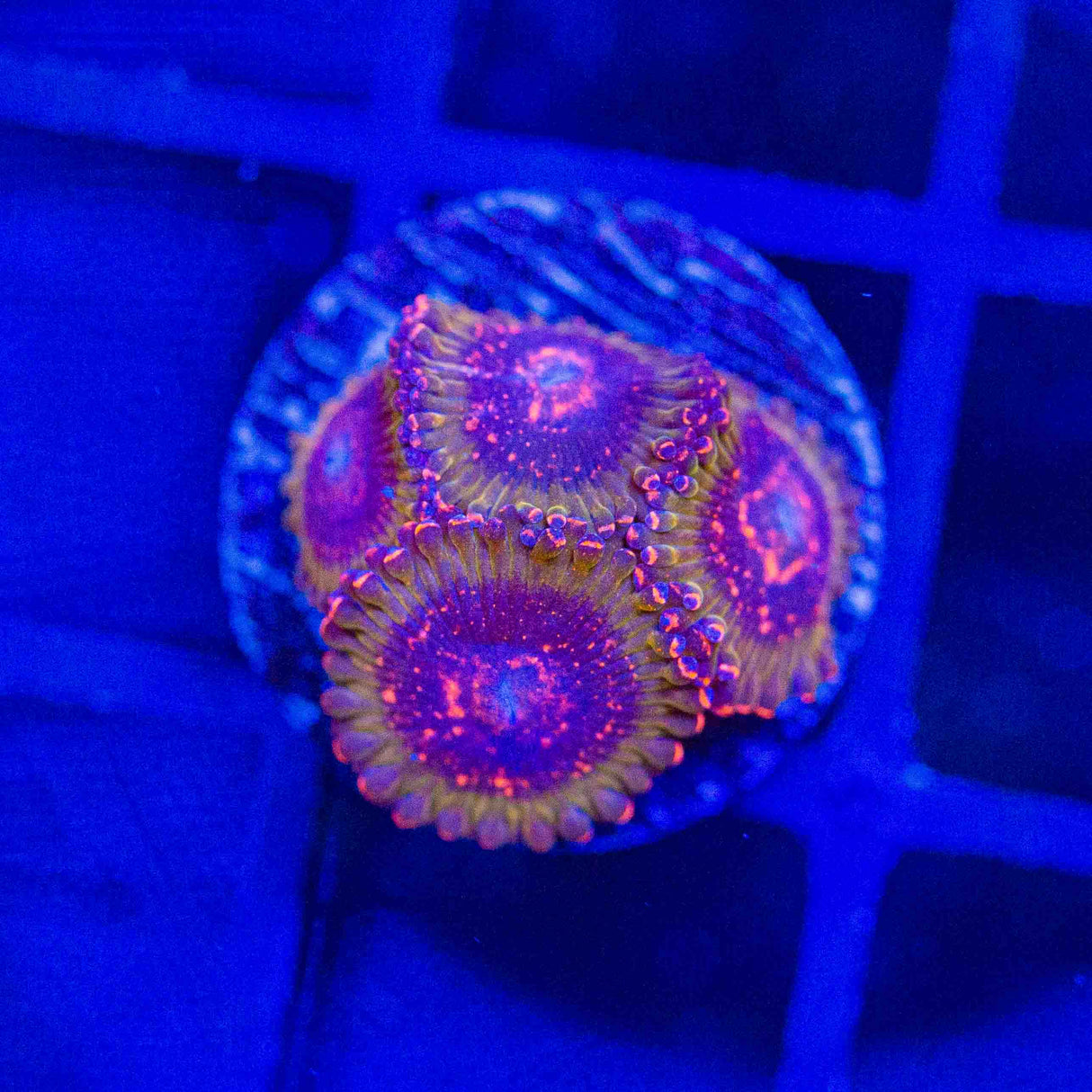 JF Azz Krakatoa Zoanthid