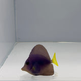 Captive-Bred Purple Tang