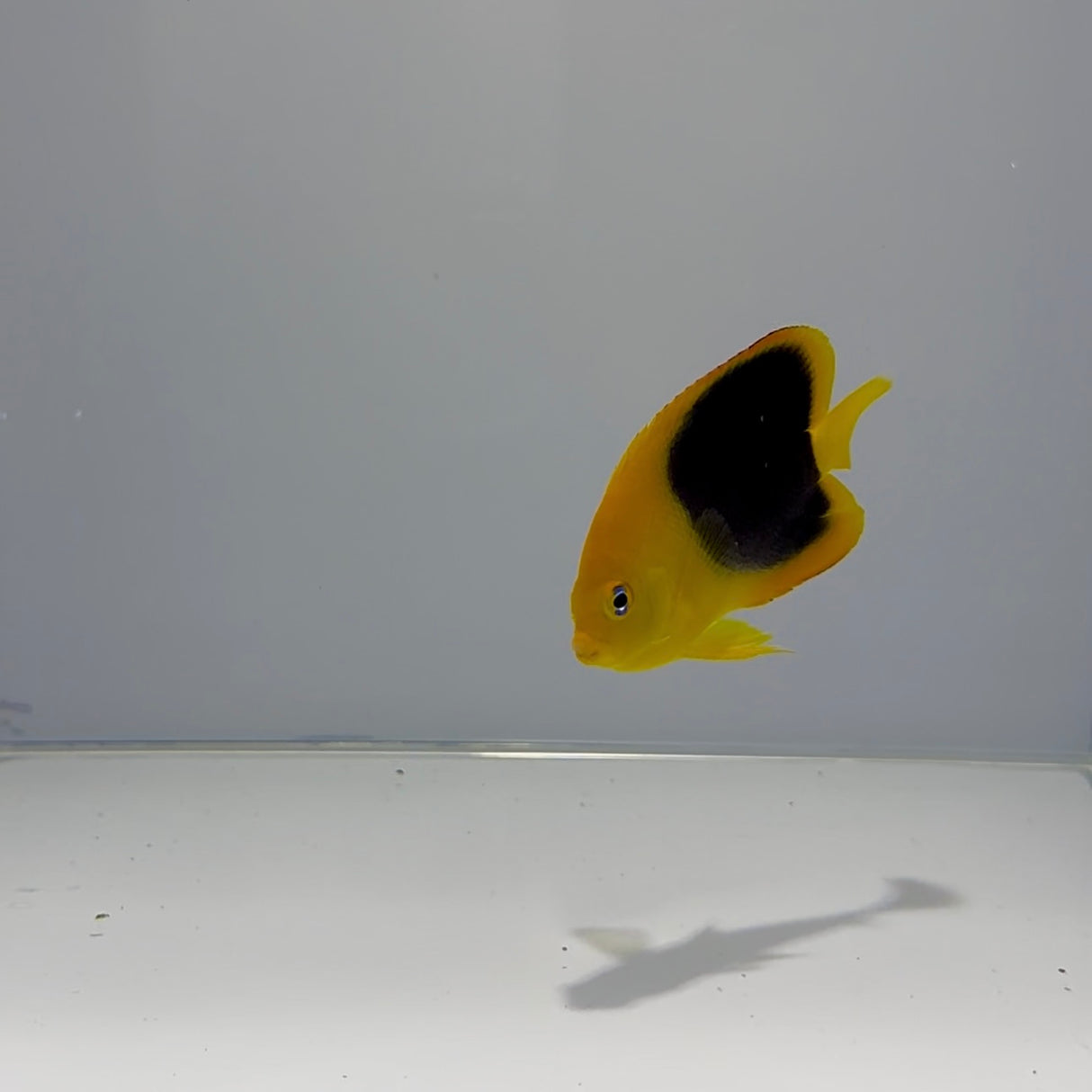 Rock Beauty Angelfish