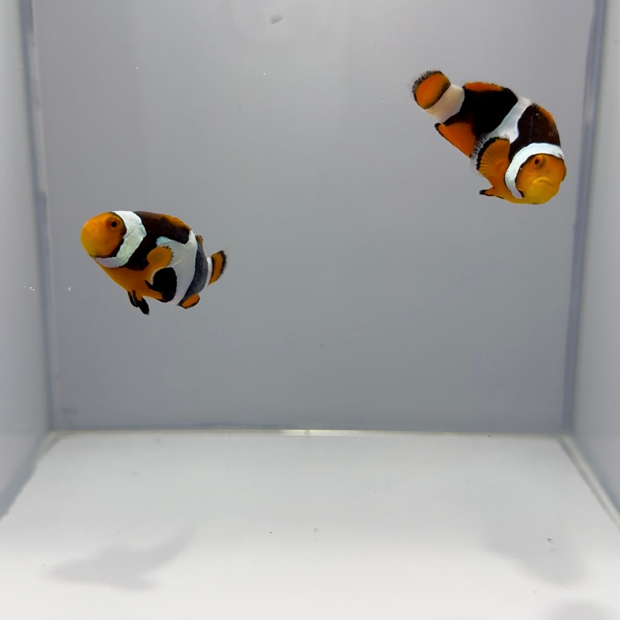 Onyx Clownfish Pair