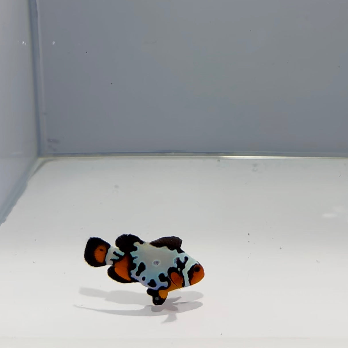 Sapphire Extreme Bullet Hole Clownfish