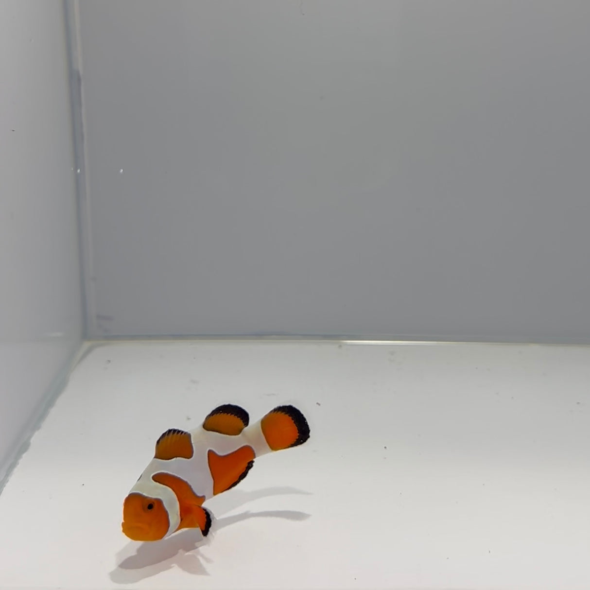 Premium Gladiator Clownfish