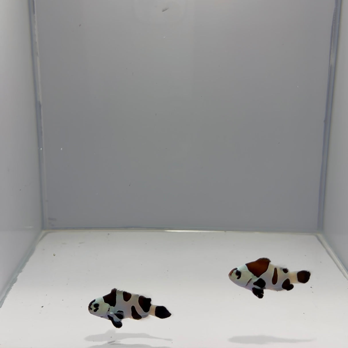 Black Storm Clownfish Pair