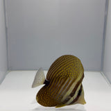 Red Sea Desjardini Sailfin Tang Fish