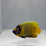 Blue Face Angelfish