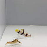 Dracula Goby X Tiger Pistol Shrimp