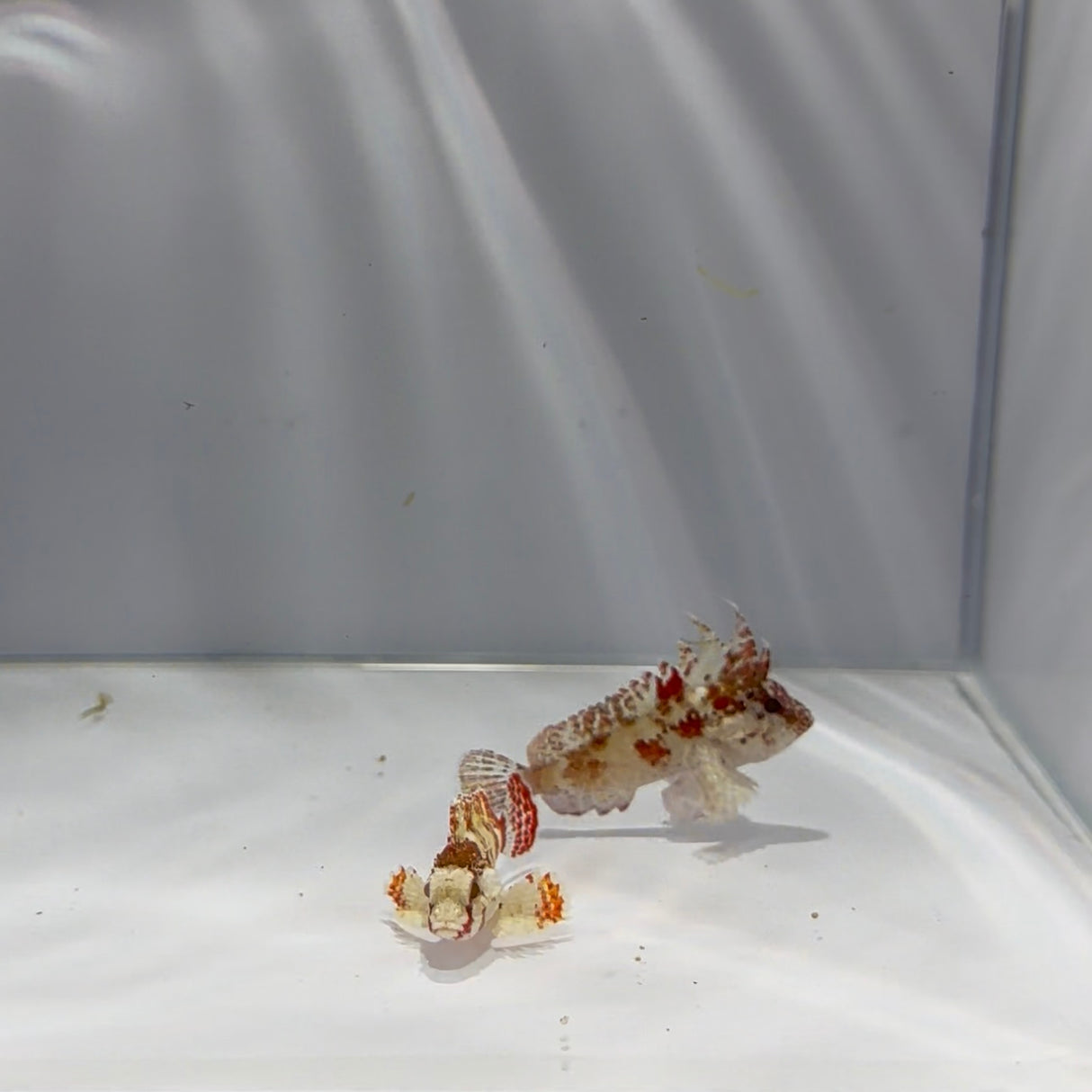 Pygmy Rooster Waspfish Pair