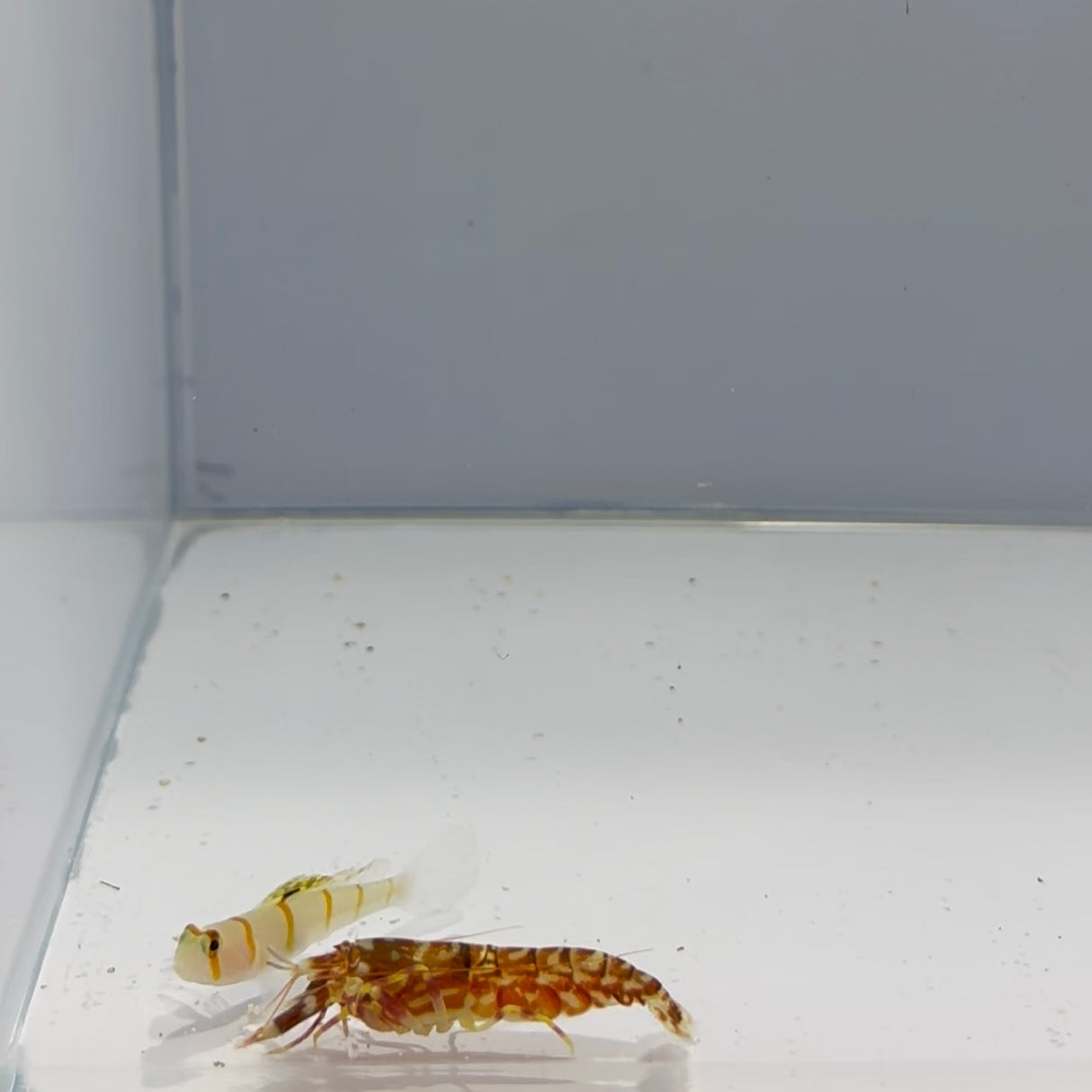 Randall’s Goby Fish X Tiger Pistol Shrimp