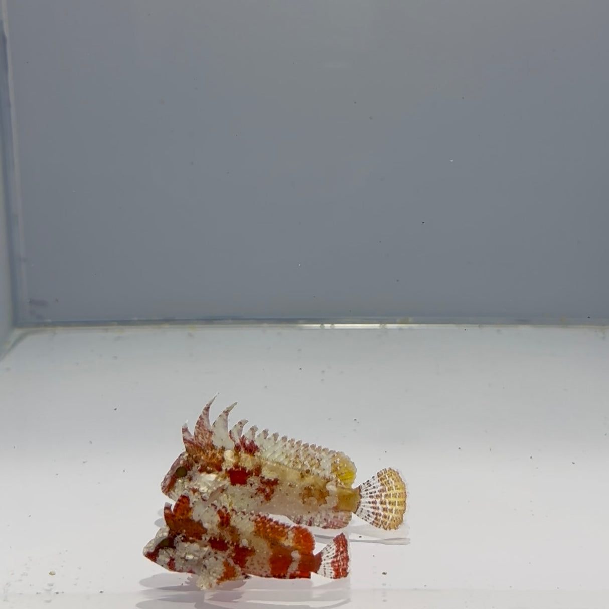 Pygmy Rooster Waspfish Pair