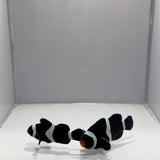 Black Ocellaris Clownfish Pair