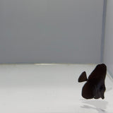 Longnose Black Tang