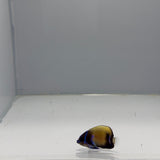 Captive-Bred Majestic Angelfish