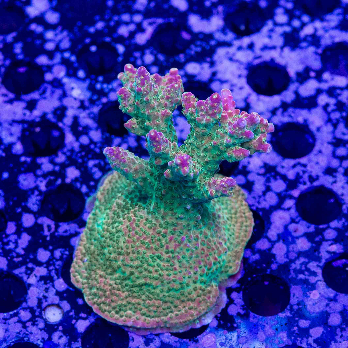 TSA Bubble Bath Unicorn Acropora – Top Shelf Aquatics