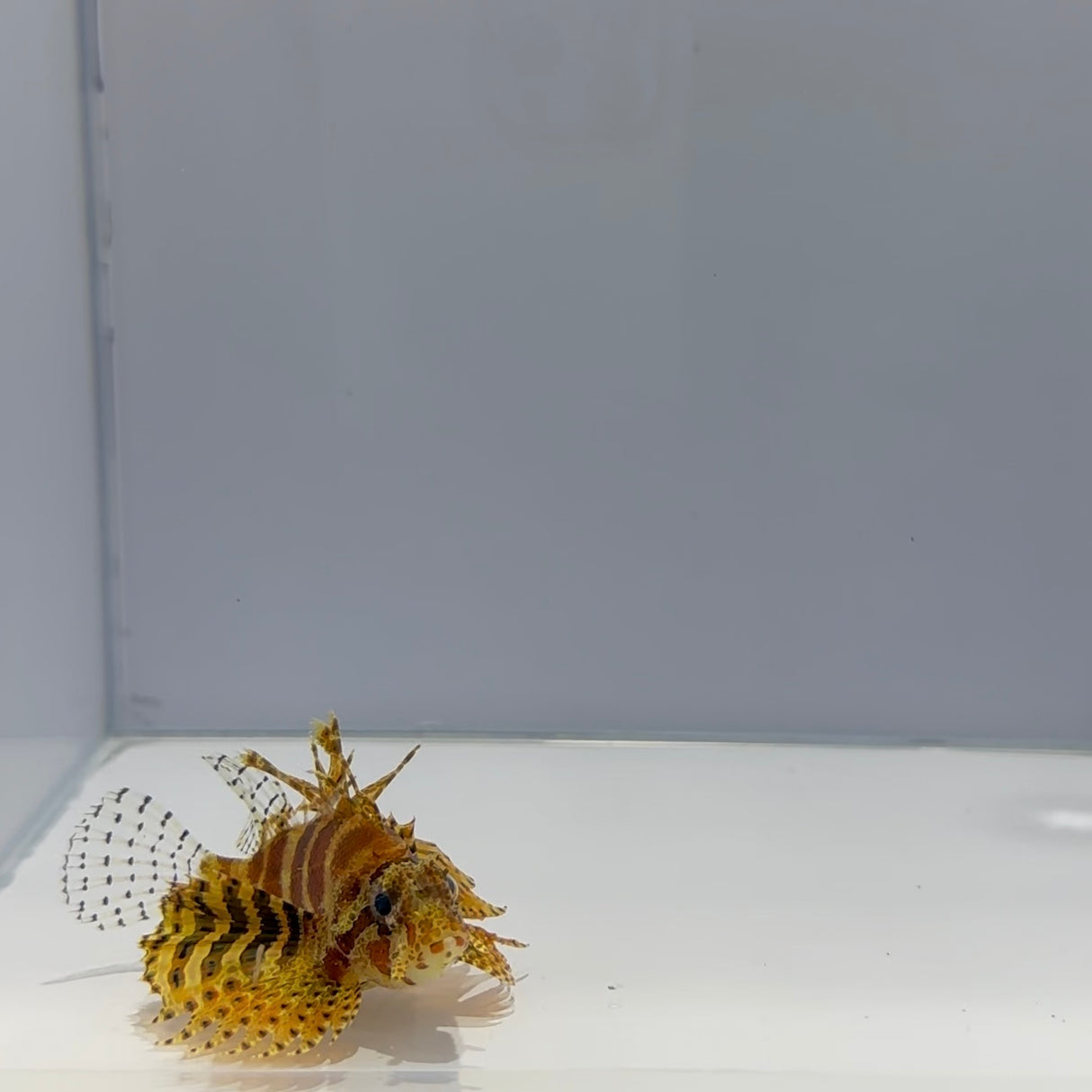 Fuzzy Dwarf Lionfish