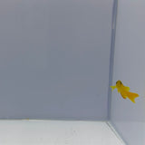 Yellow Assessor Fish