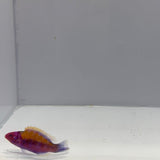 Orange Back Fairy Wrasse Fish