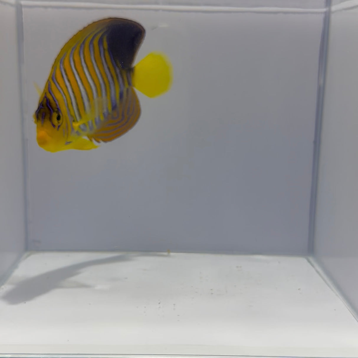 Red Sea Yellow Belly Regal Angelfish