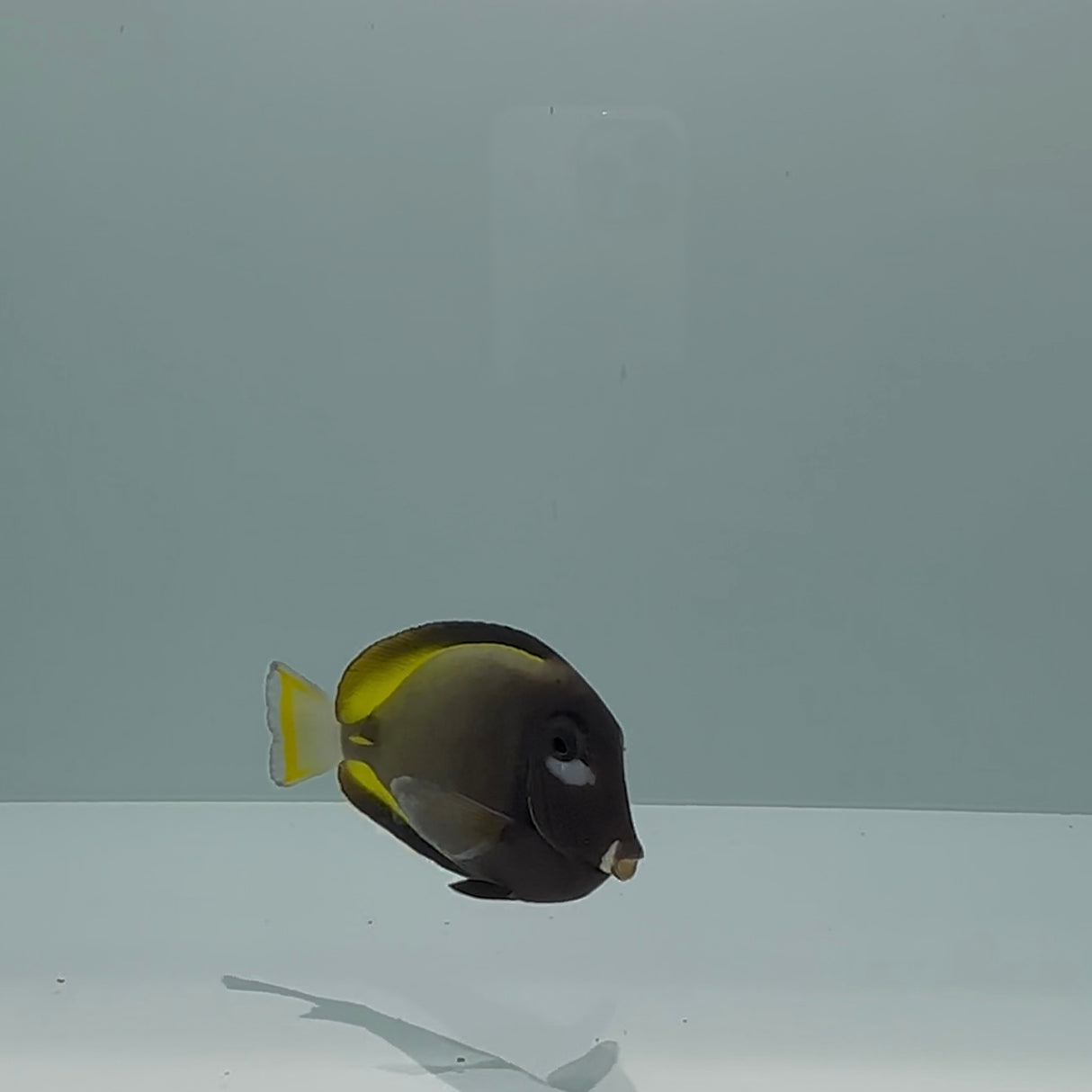 Gold Rim Tang Fish