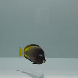 Gold Rim Tang Fish