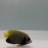 Emperor Angelfish