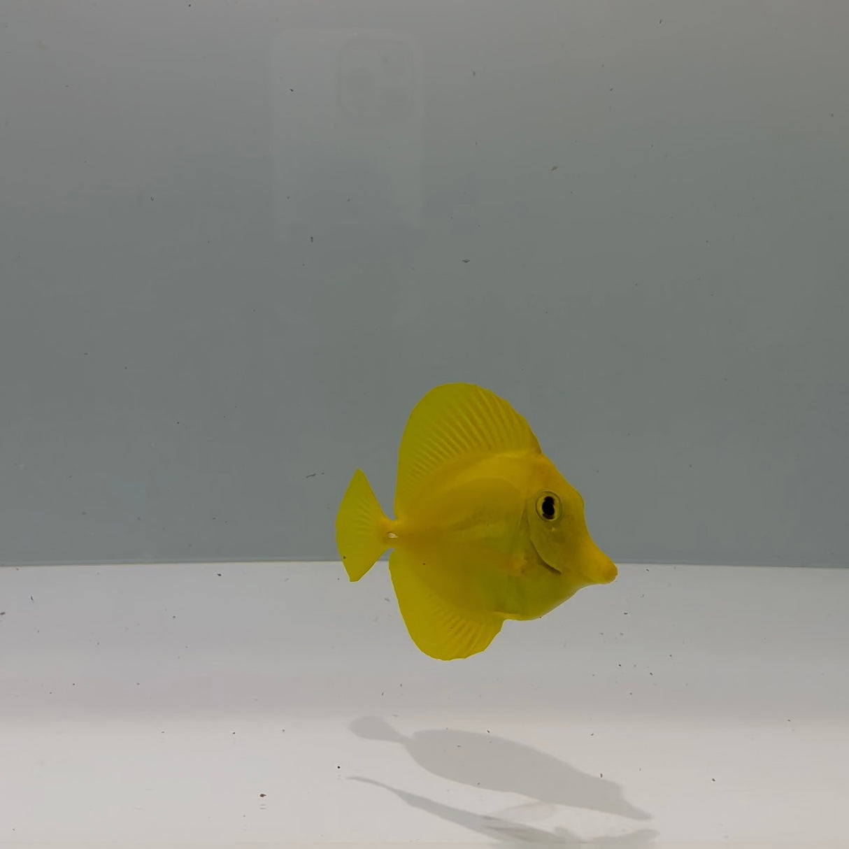 Hawaiian Yellow Tang Fish